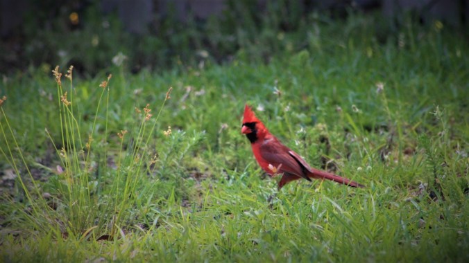 Cardinal (12)