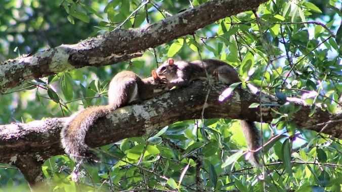 Squirrels embracing