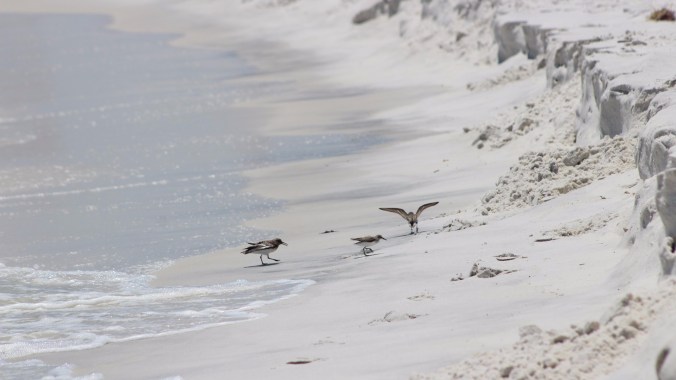 birds-at-pensacola-beach