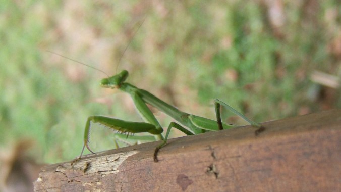 Prayer mantis