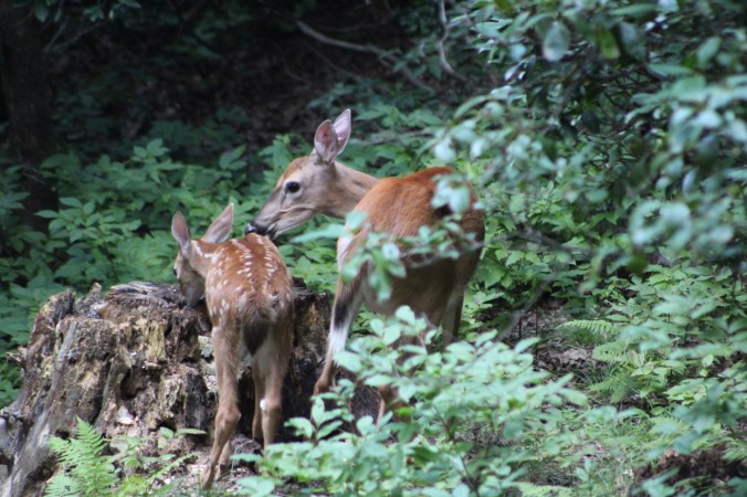 Doe with fawn