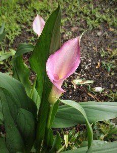 calla-lily