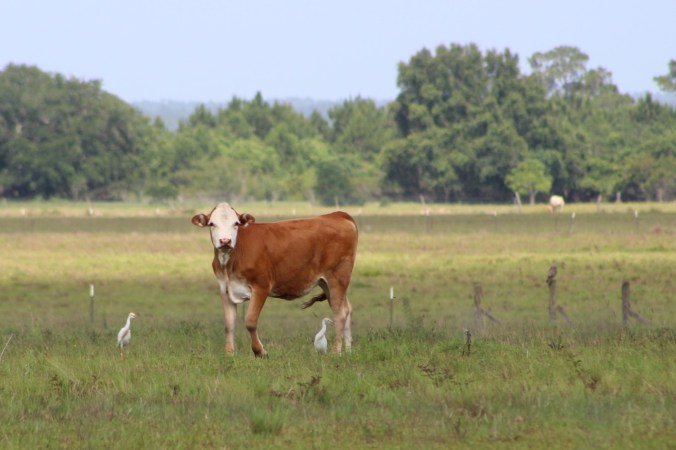 AN Cows (1)