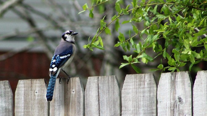 Blue Jay Listening