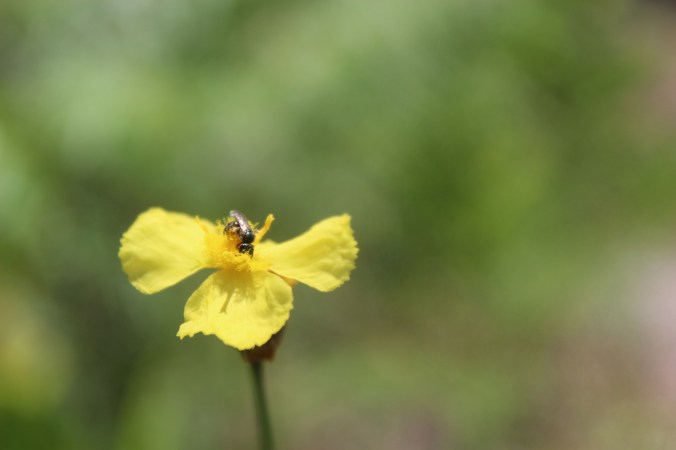 WF Yellow flower (4)
