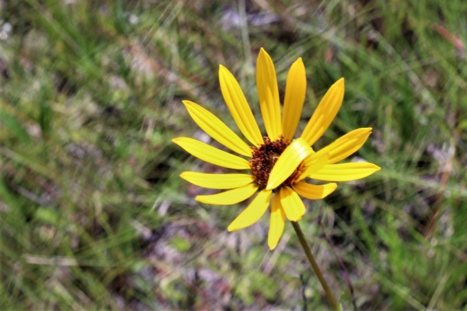 WF Yellow Susans (8)