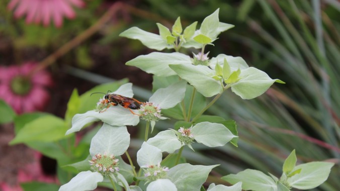 Love-Hate Relationship