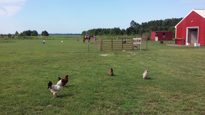 chickens-and-riding-lesson