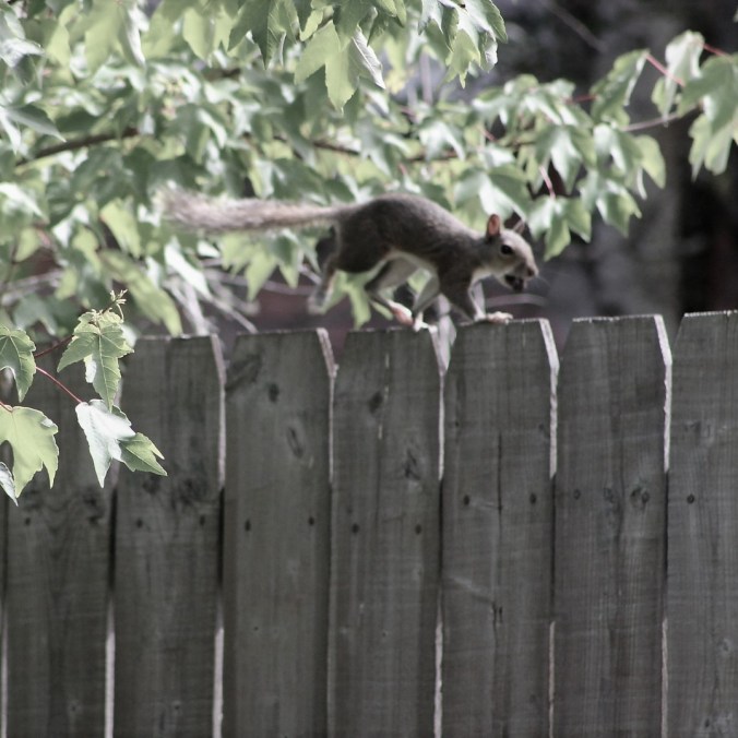 Squirrel scampering 2