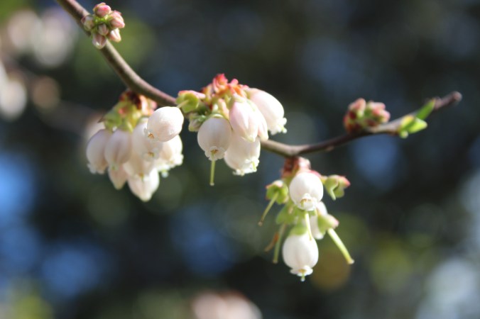 tiny white bell-shaped flowers