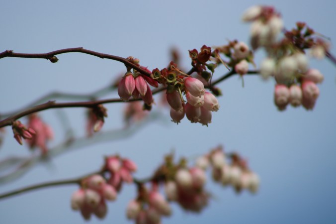 bell-shaped flowers fading pink to white