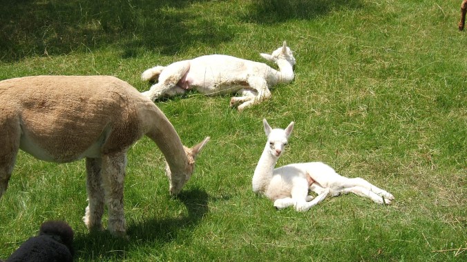 alpacas