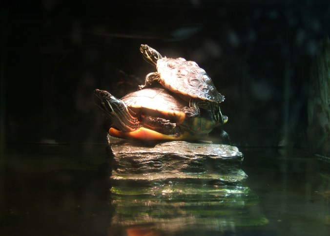 two turtles basking, one on top of the other
