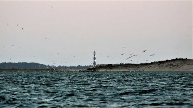 Seagulls flying around Hatteras Lighthouse