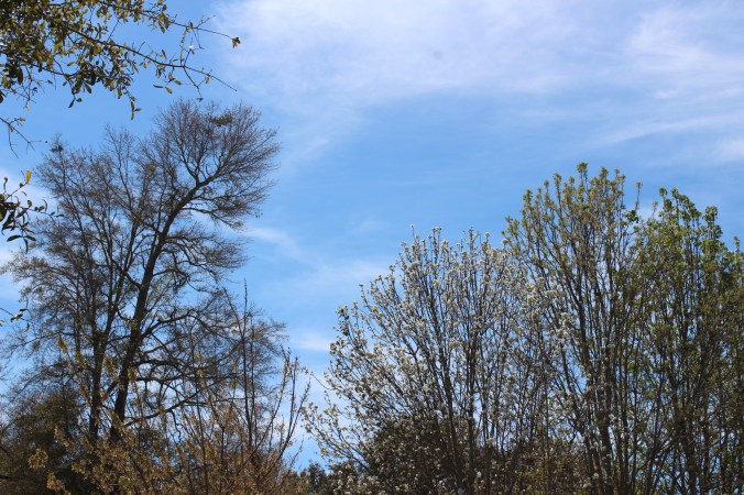 spring breeze blowing in the treetops