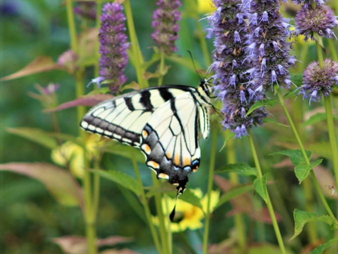 butterfly gathering nectar from a flower