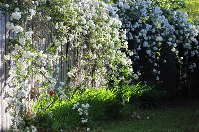 cascade of white roses falling over fence