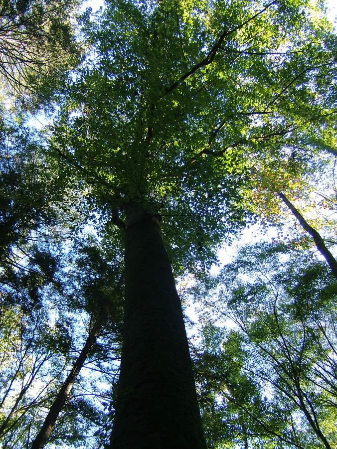 looking up into a very tall tree