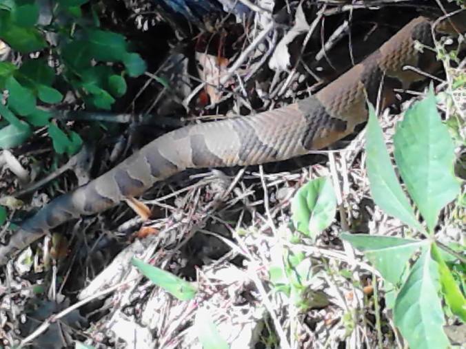 body of a copperhead slithering under my hammock