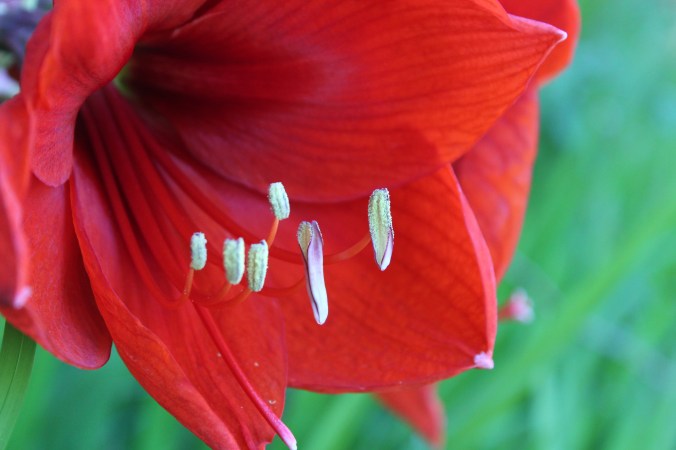 close-up of an amaryllis