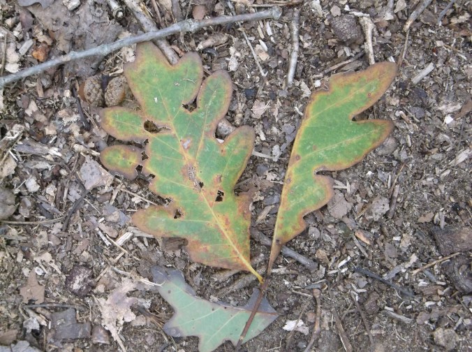 dead leaves on the ground