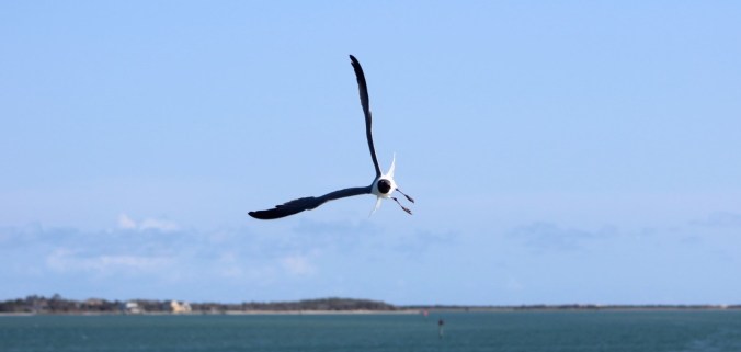seagull flying behind a ferry