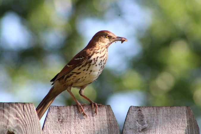 wood thrush with worm in beak