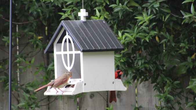 male and female cardinals at a bird feeder