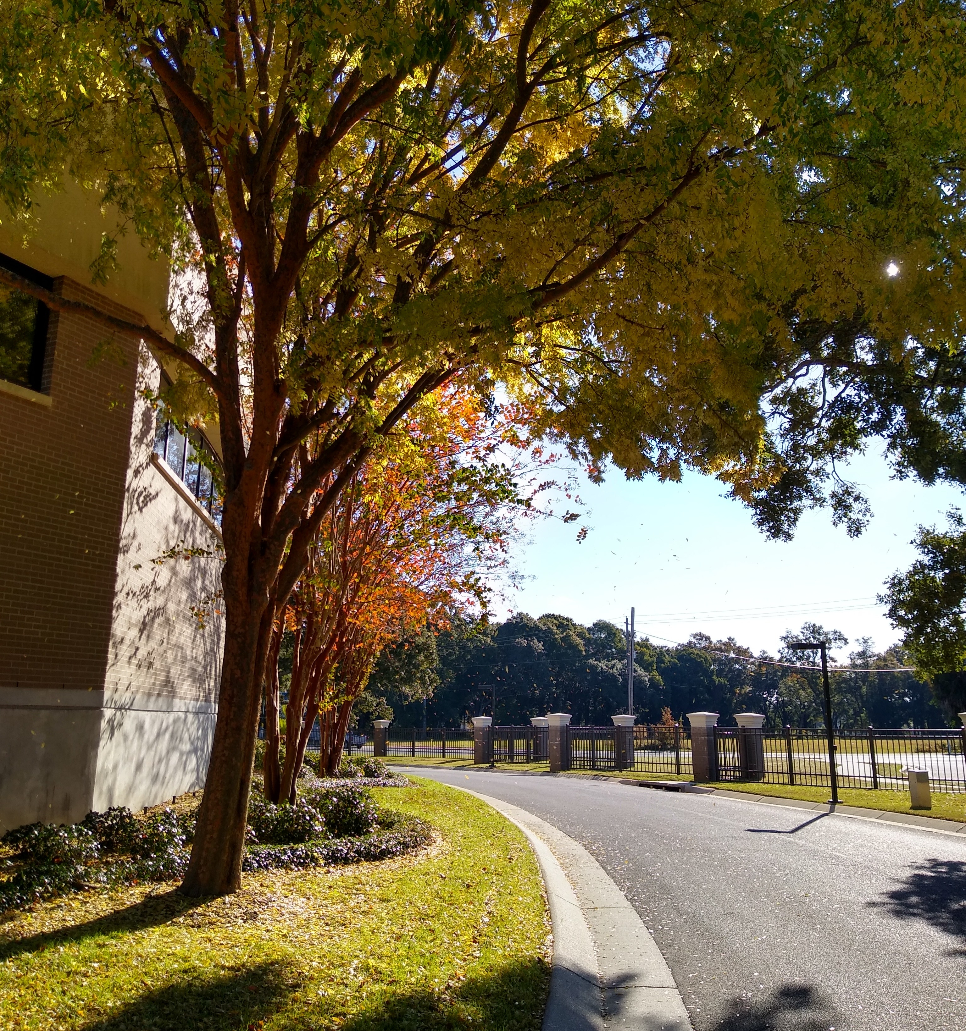 autumn leaves falling from the trees